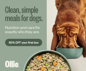 60% Off First Box + Free Dog Ice Cream from Ollie!