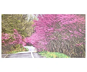 Free  2025 Roadsides in Bloom Calendar - Sign Up Today!