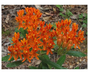 Free Flower Seeds From Alt National Park Service