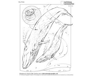 Download Free Coloring Book: Animals From National Geographic Kids